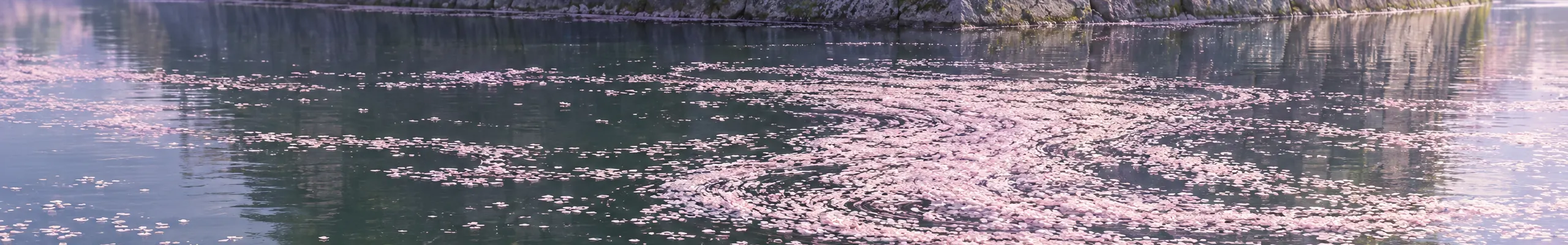 Illustration of fallen cherry blossom petals floating on a castle moat.