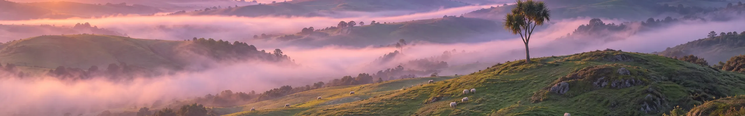 Illustration of green hill country in early morning mist, with sheep far away.